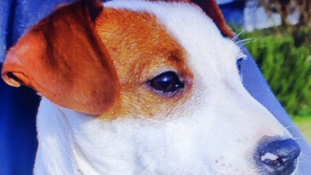 Volt du champ de l'ormeau photo 2