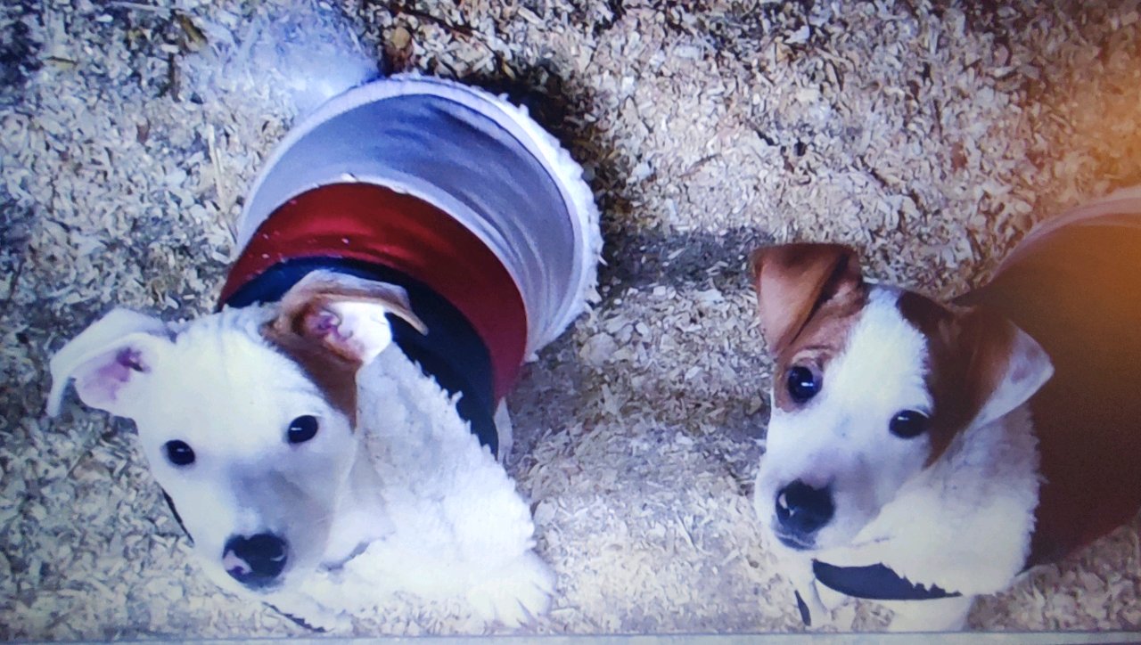 Volt du champ de l'ormeau photo 5