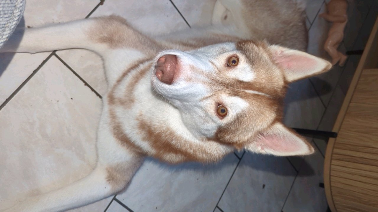Husky Sibérien 11 mois