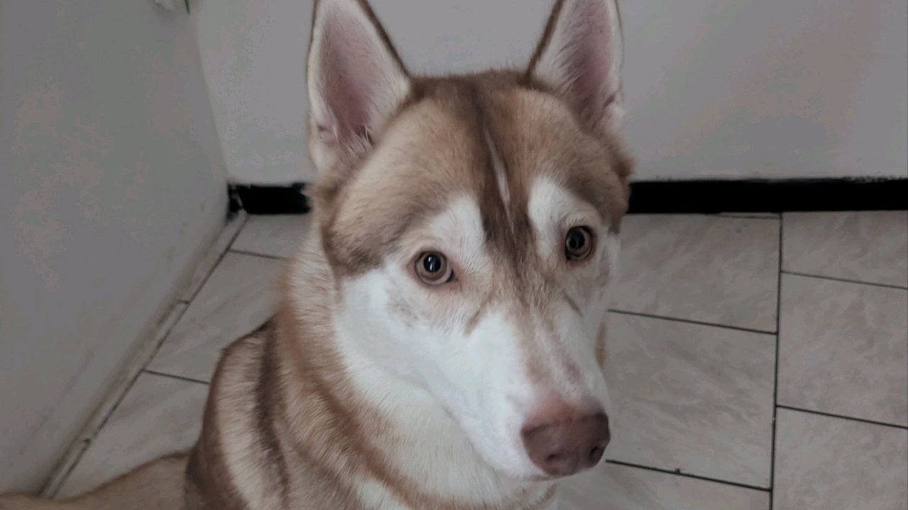 Husky Sibérien 11 mois photo 2