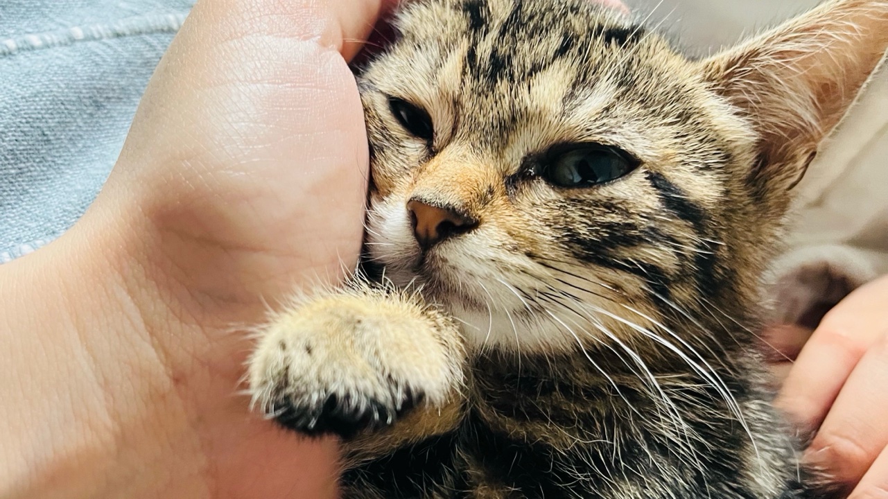 Chat je le donne gratuit photo 2