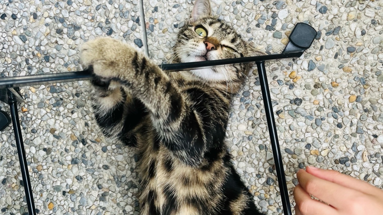 Chat je le donne gratuit