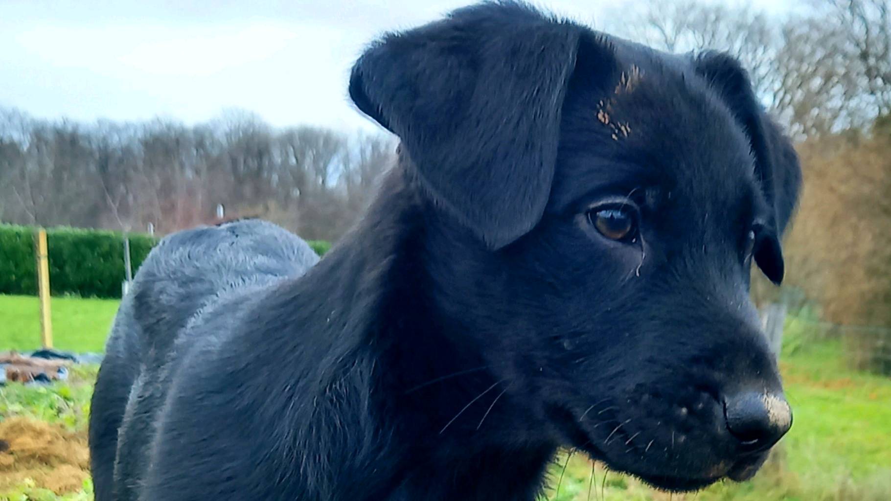 Chiots à l'adoption deux mâles
