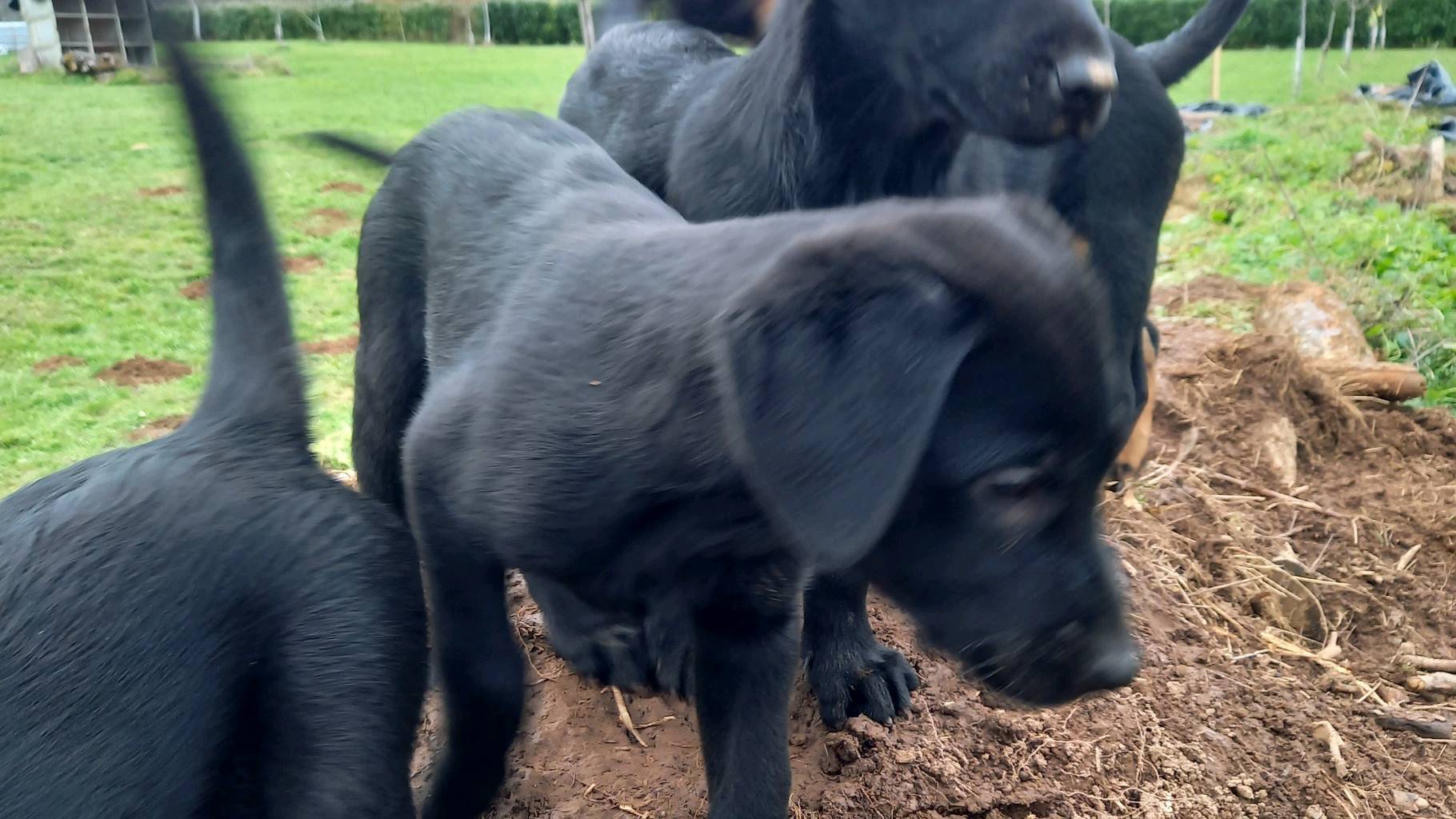 Chiots Beauceron croisé berger 2 mâles photo 4
