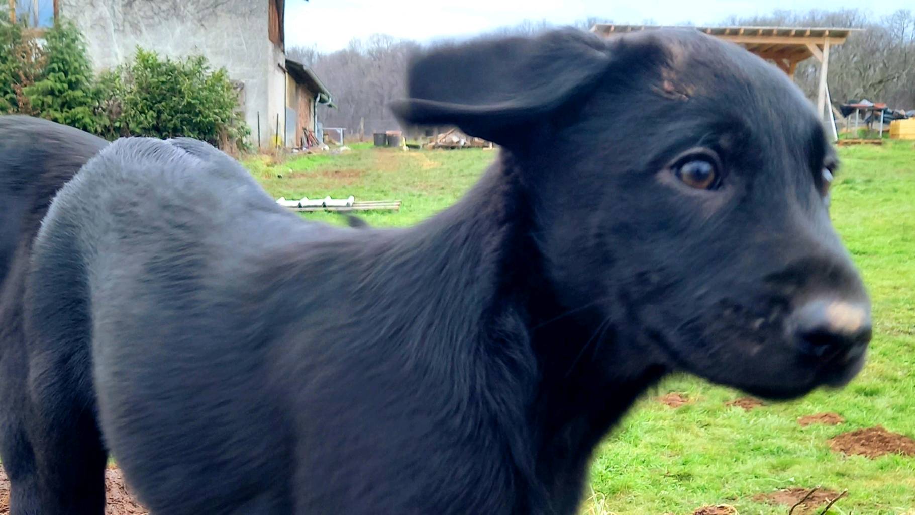 Chiots Beauceron croisé berger 2 mâles photo 5