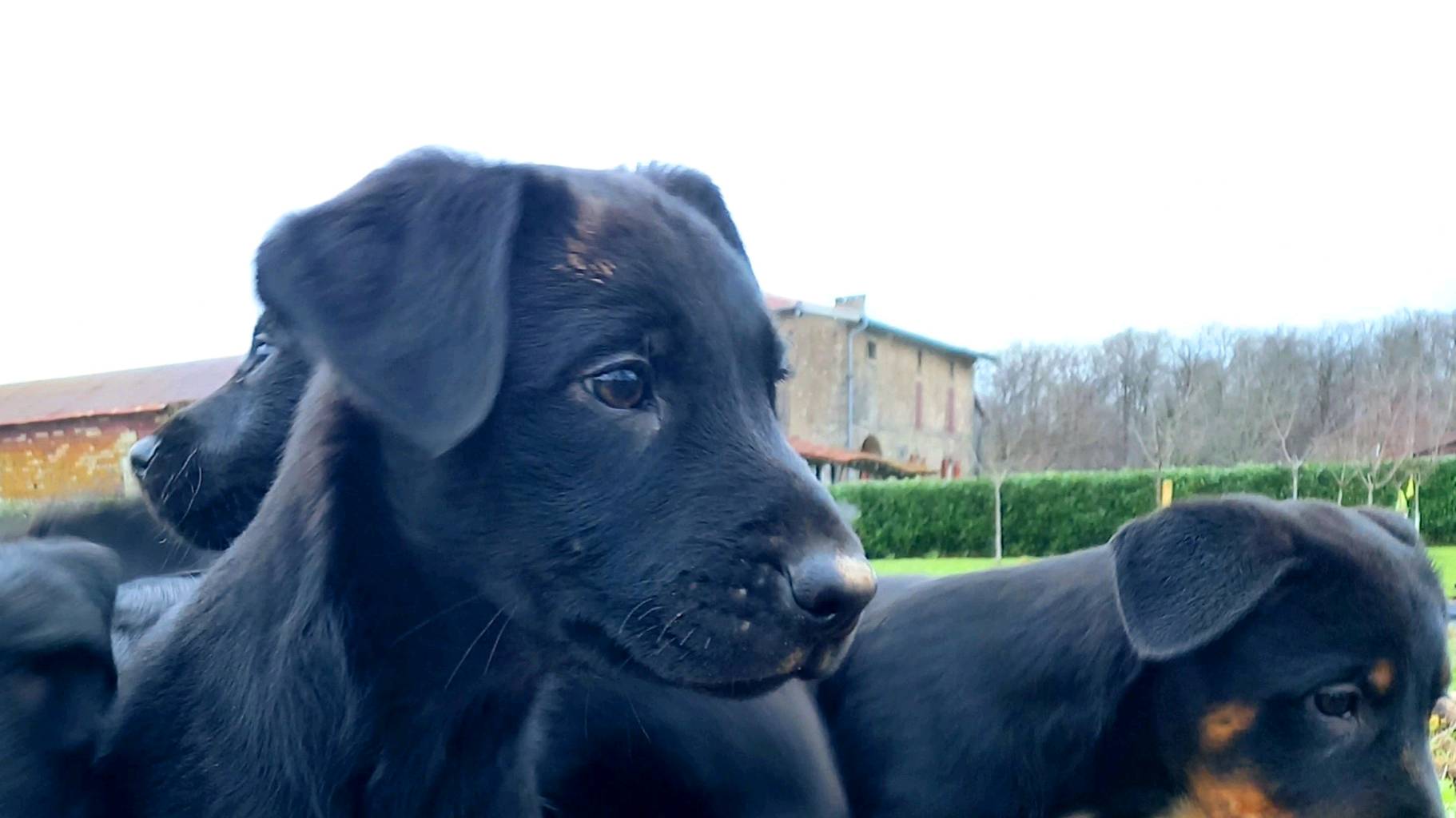 Chiots Beauceron croisé berger 2 mâles photo 2