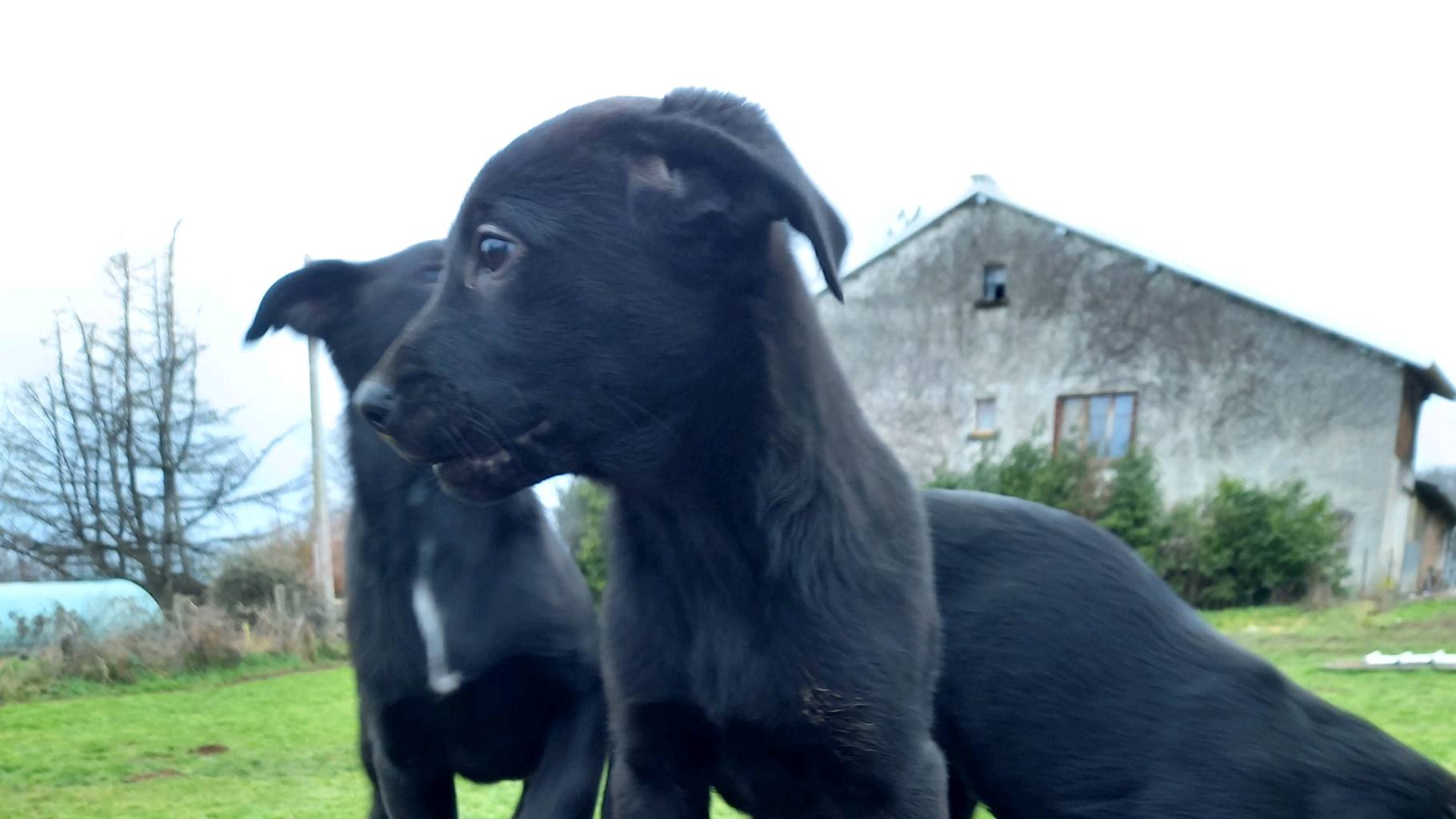 Chiots Beauceron croisé berger 2 mâles photo 6