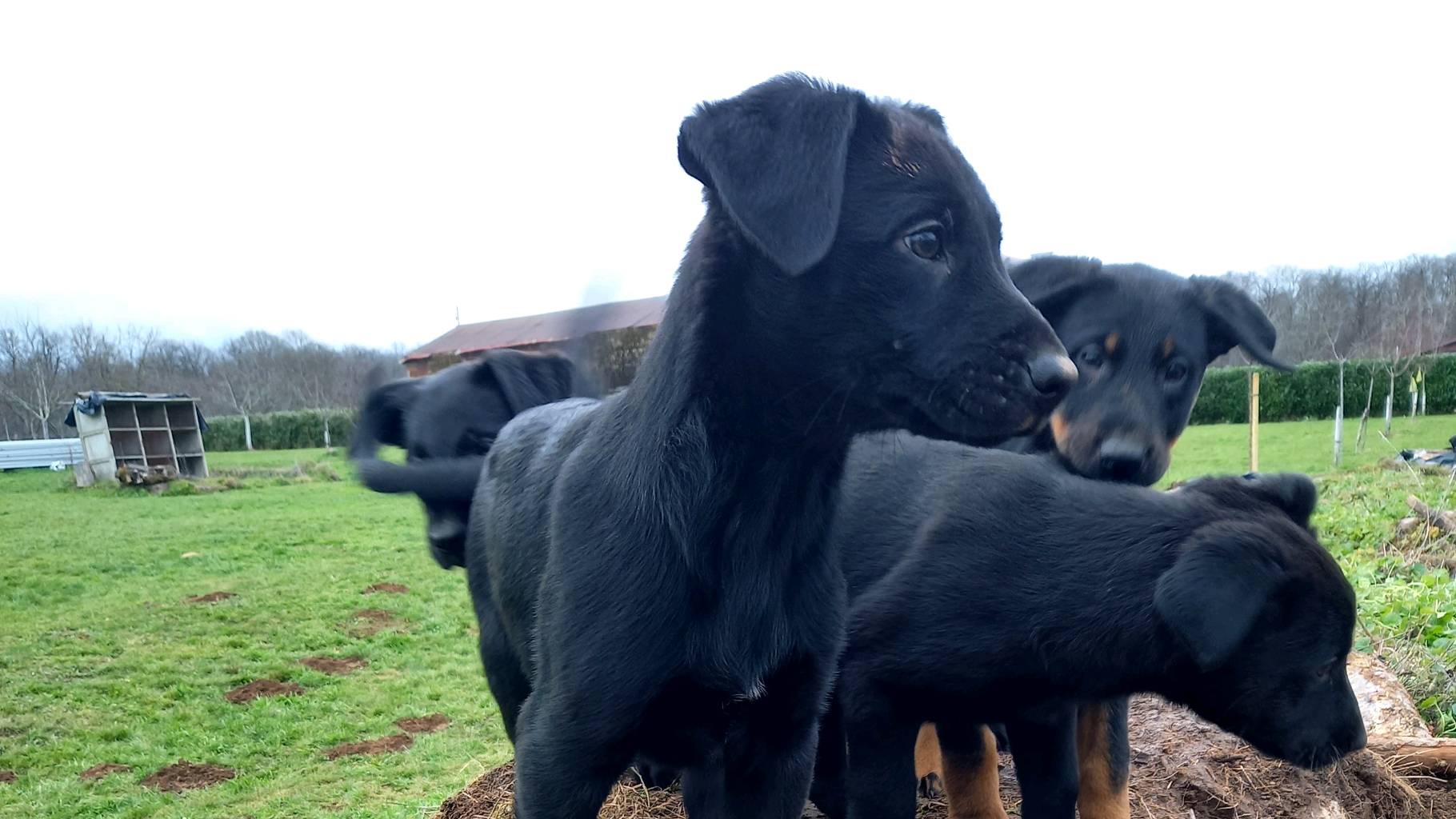 Chiots Beauceron croisé berger 2 mâles photo 3