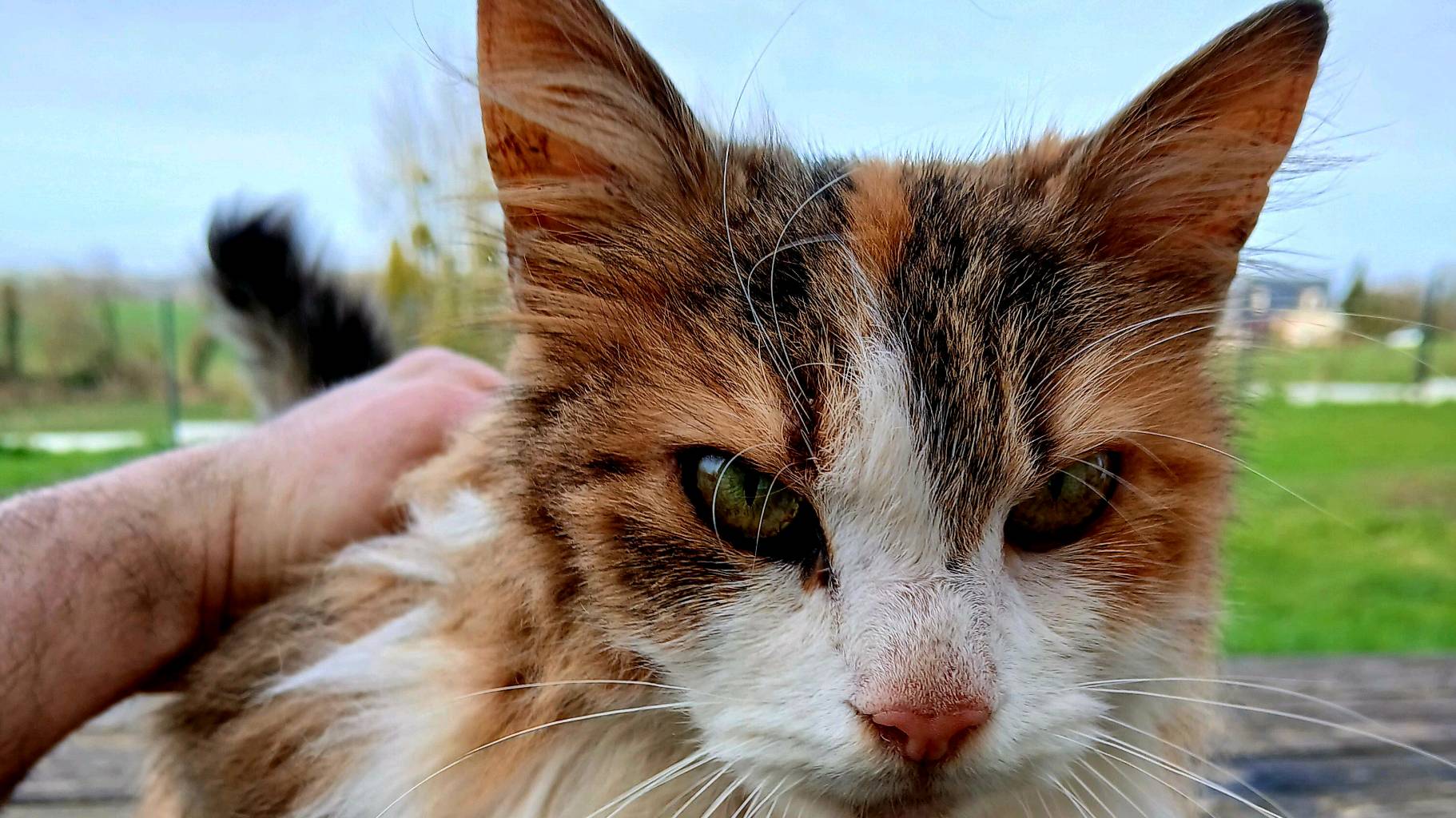 Donne chat pucé vacciné stérilisé