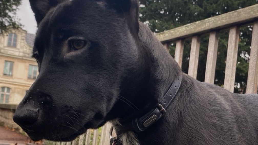 Donne chiot de 7 mois