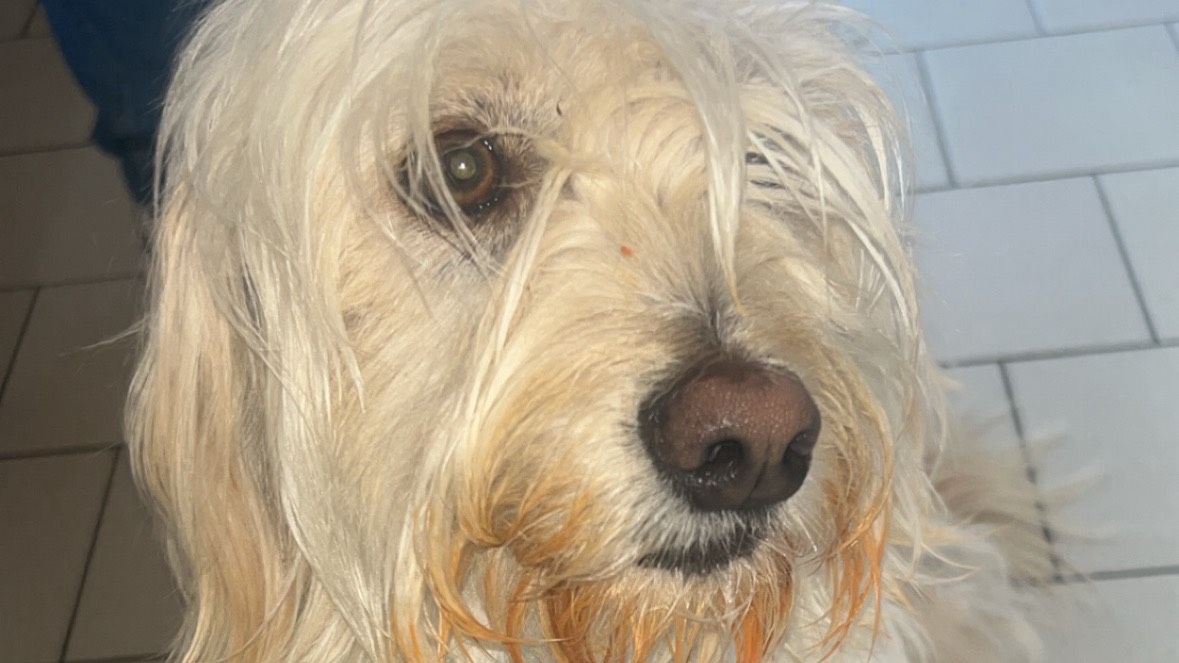 Donne contre bon soins