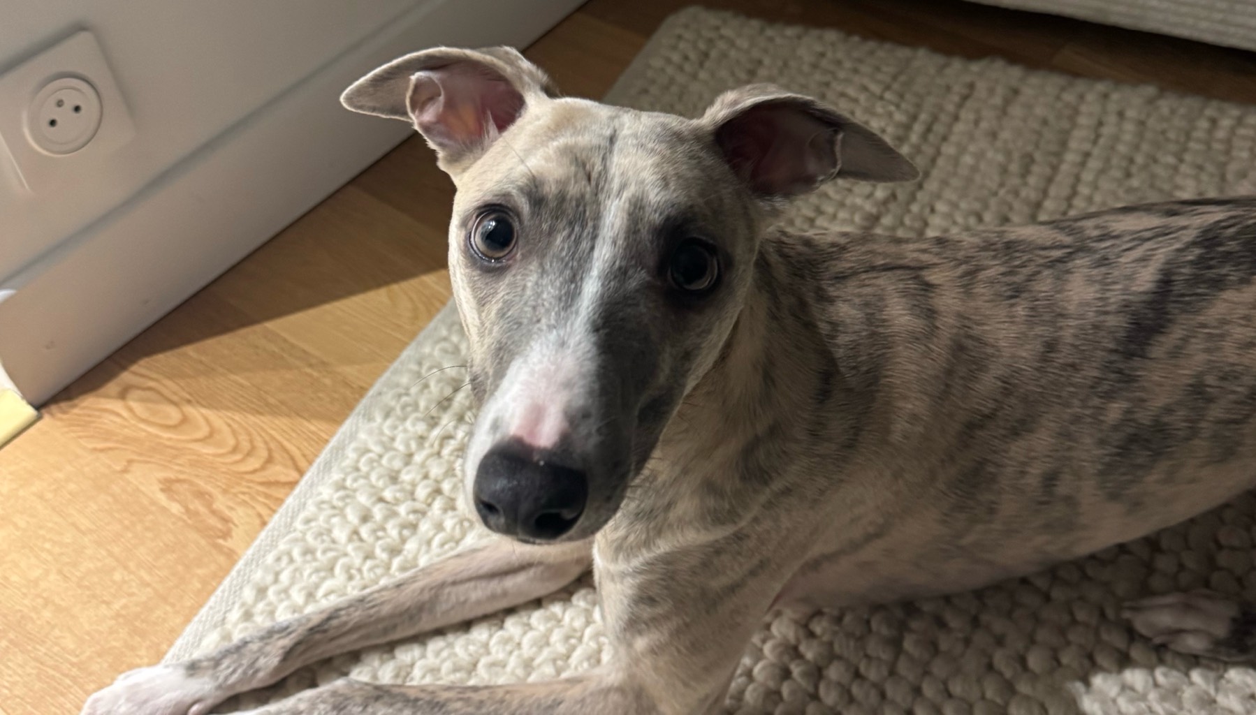 Beautiful Whippet photo 3