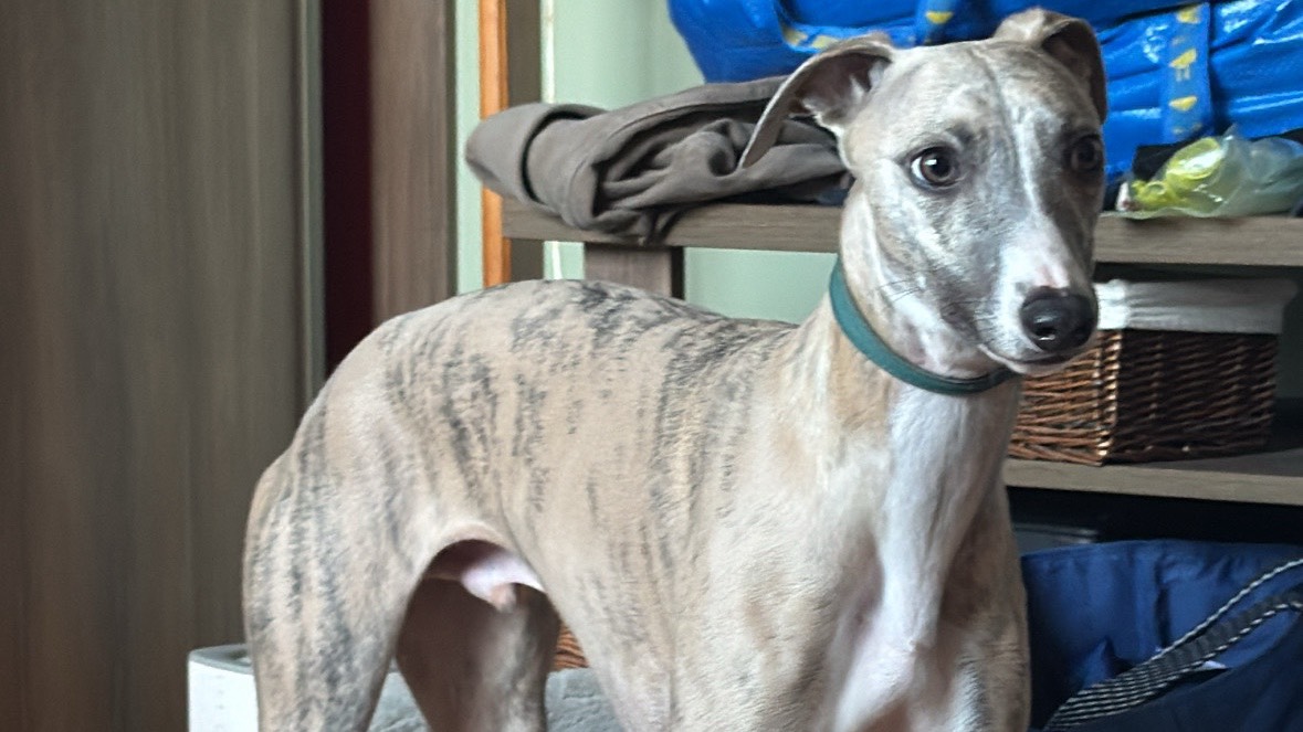 Beautiful Whippet photo 4