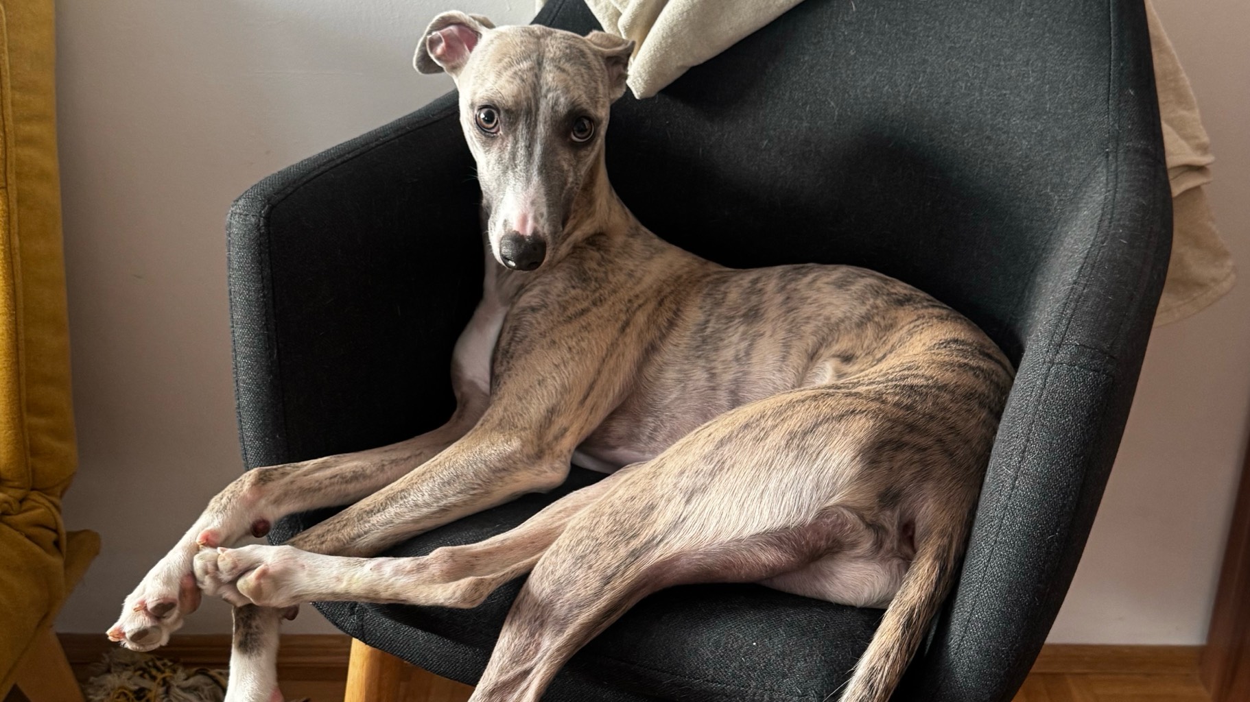 Beautiful Whippet photo 5