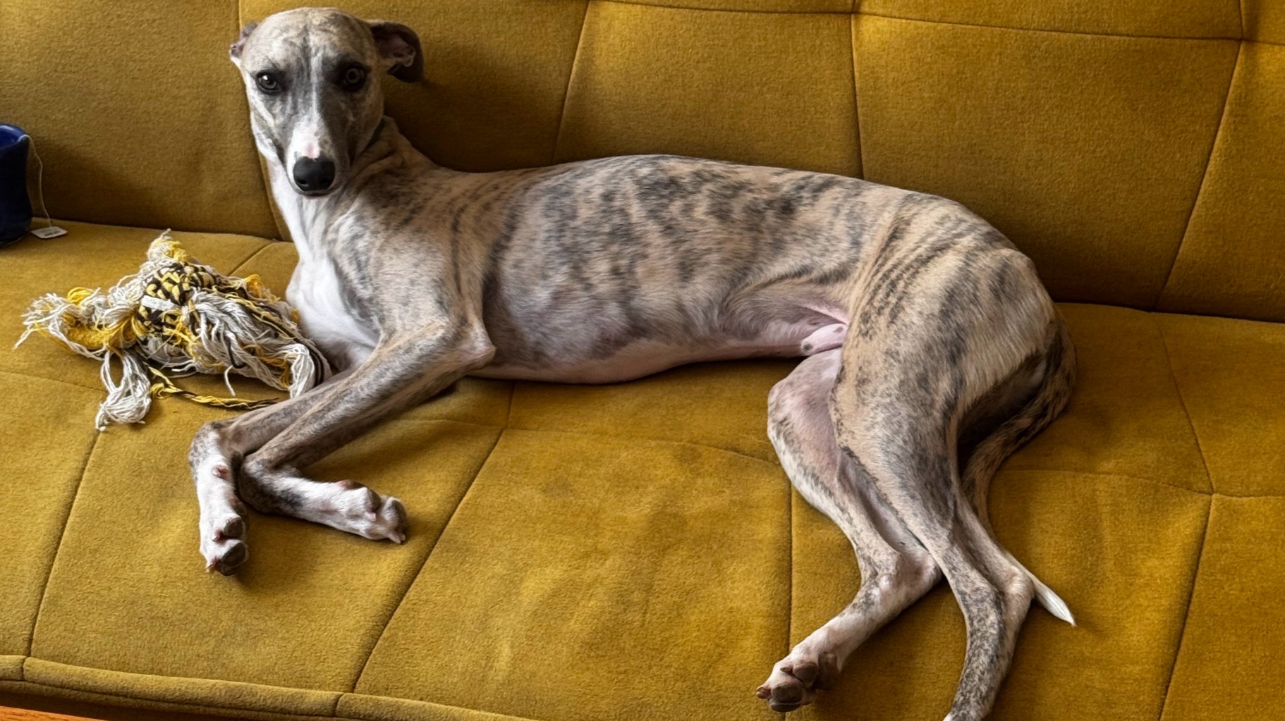 Beautiful Whippet photo 2