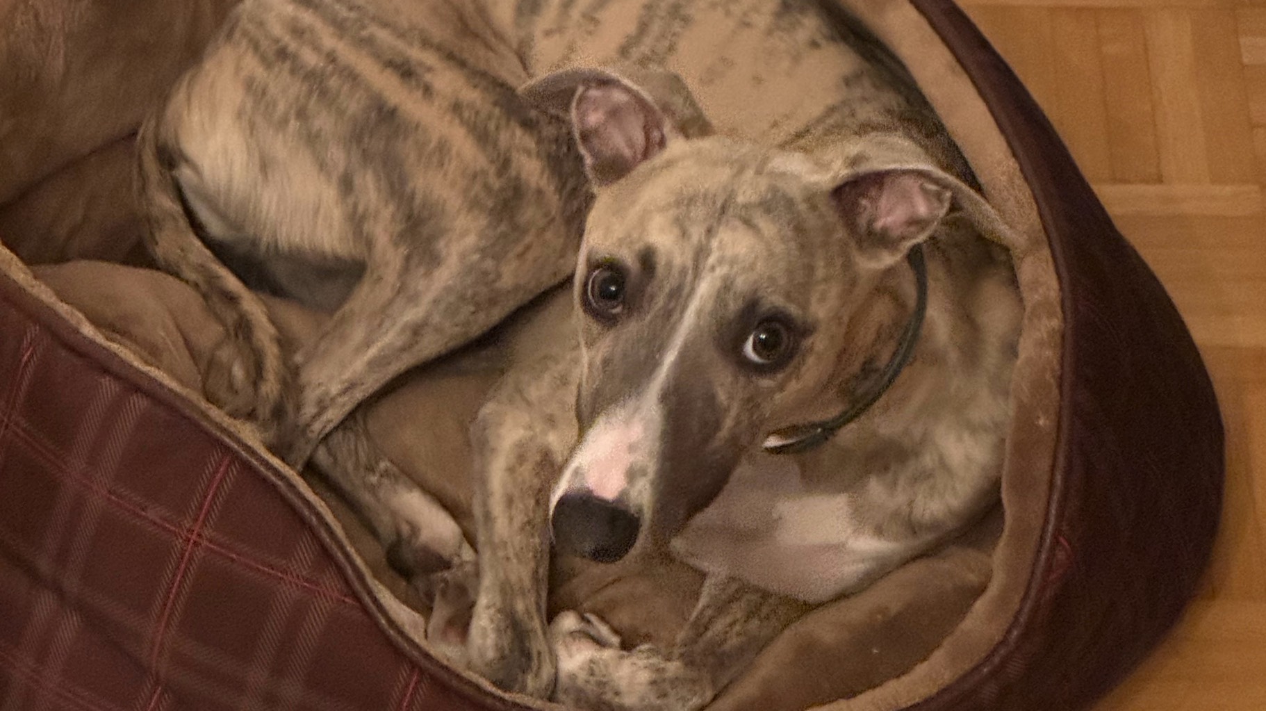 Beautiful Whippet photo 6