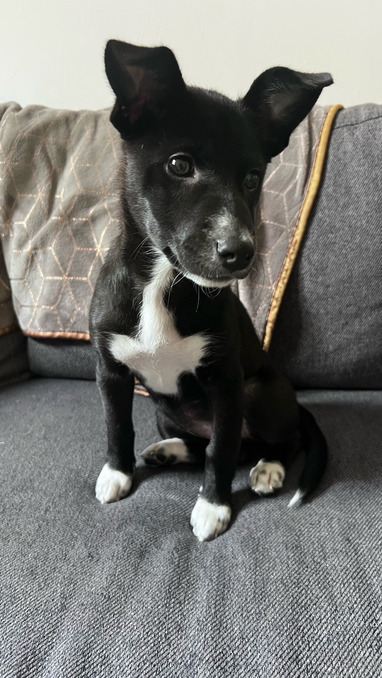 Adorable chiot Shiba croisée a l’adoption et vaccinée photo 3