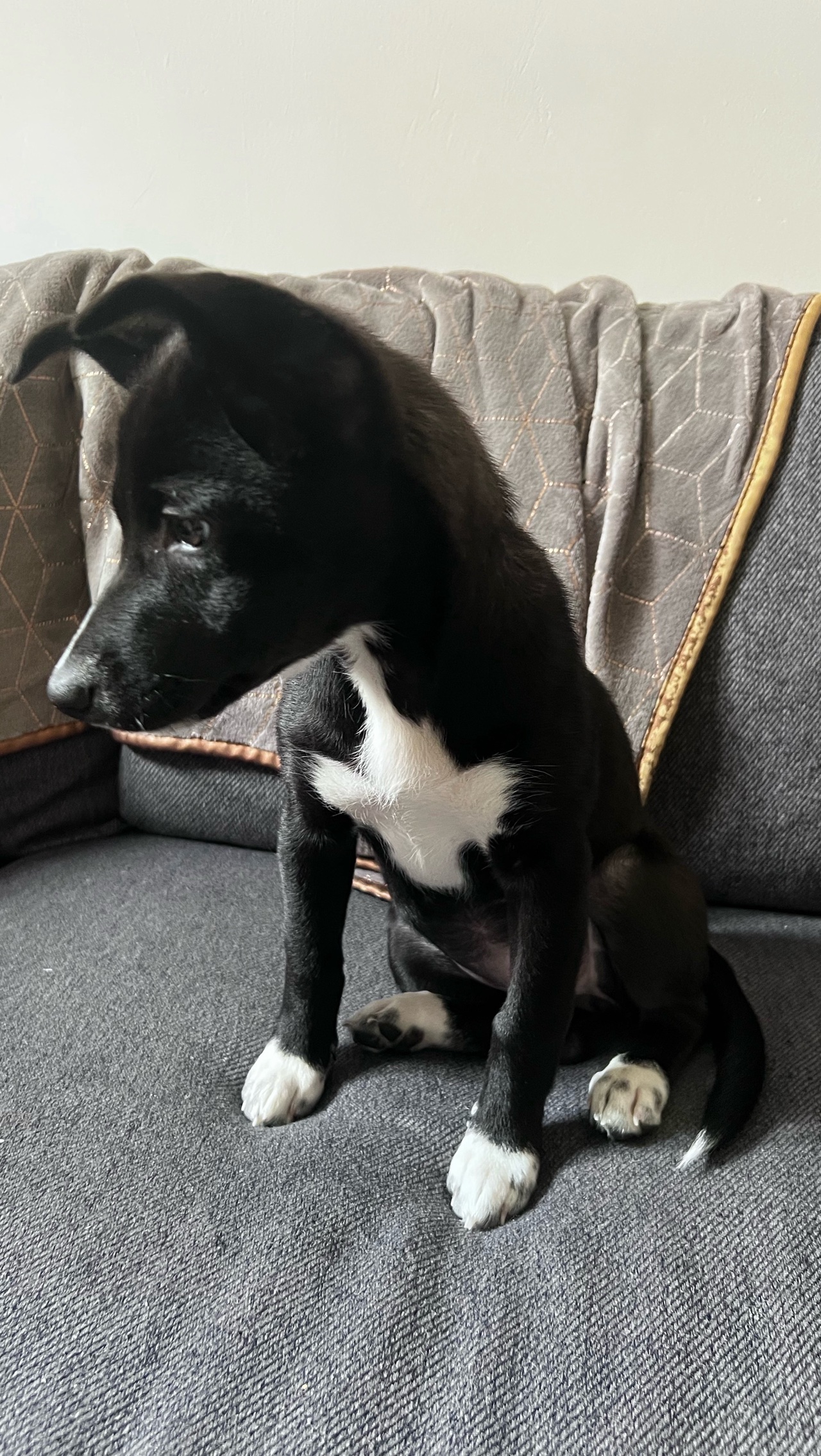 Adorable chiot Shiba croisée a l’adoption et vaccinée photo 2