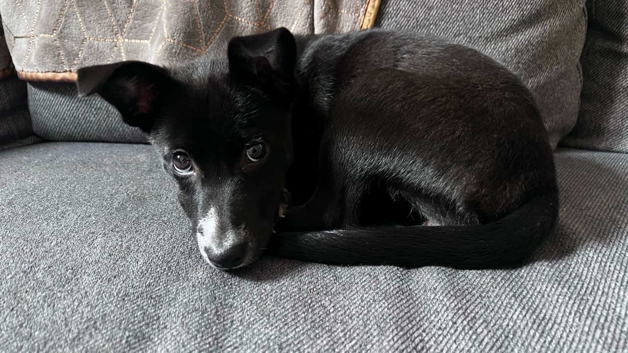 Adorable chiot Shiba croisée a l’adoption et vaccinée
