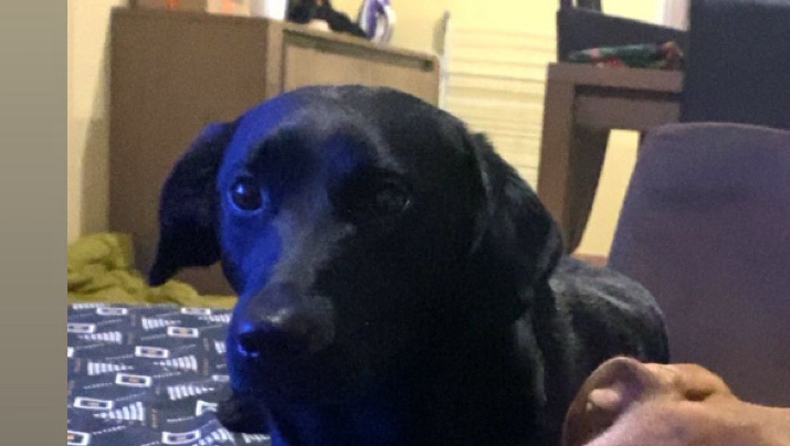 Donne deux chiens photo 4