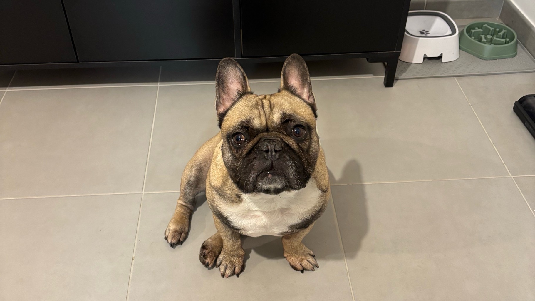 BOULEDOGUE FRANÇAIS 6 ans photo 4