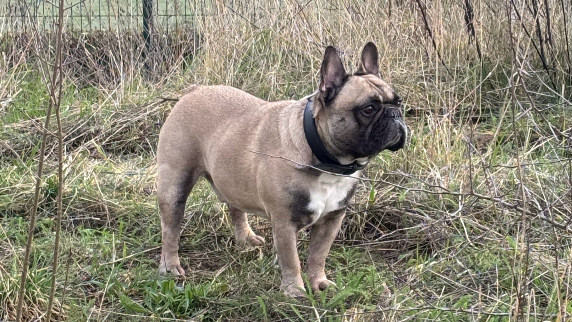 BOULEDOGUE FRANÇAIS 6 ans photo 2
