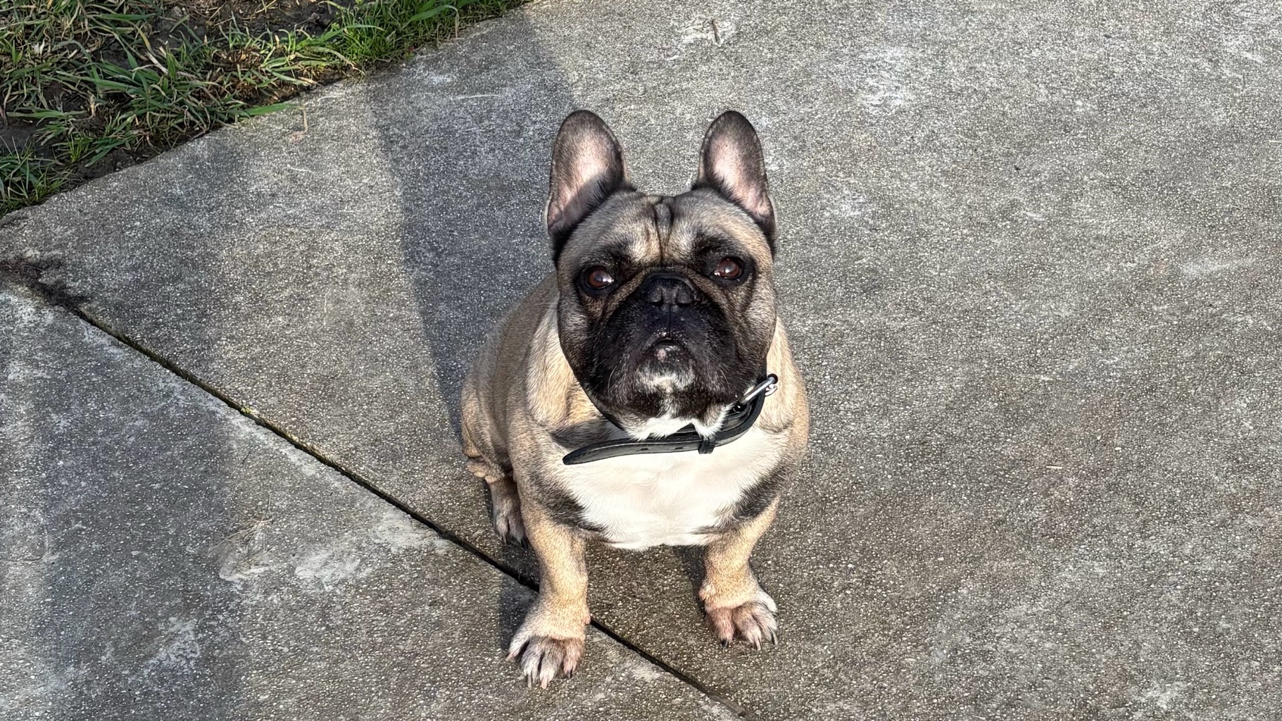 BOULEDOGUE FRANÇAIS 6 ans photo 3
