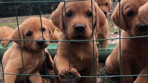Croisement de Labrador.