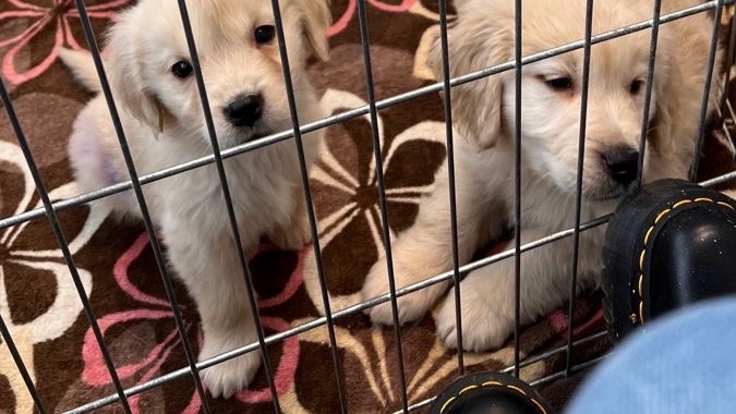 Golden retriever for sell and in good health