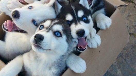 Magnifique husky prêt à rejoindre sa nouvelle famille. Contactez-moi pour en adopter un.