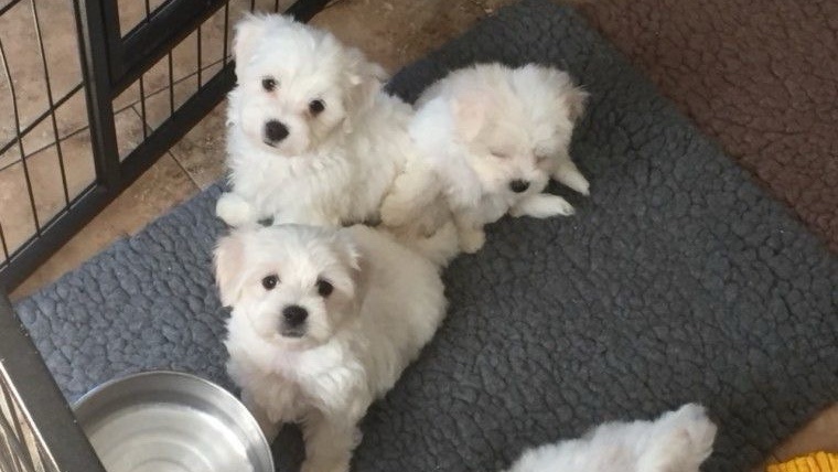 Bichons maltais à vendre, en bonne santé et prêts à rejoindre leur nouvelle famille.