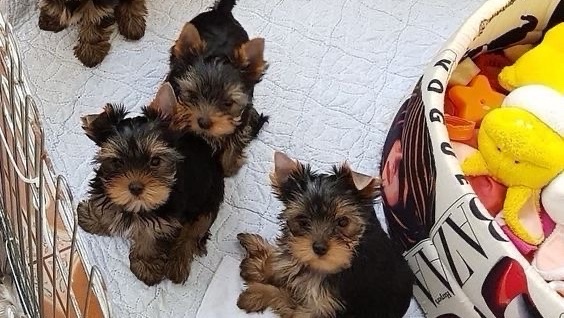 Yorkshire à vendre ou à adopter