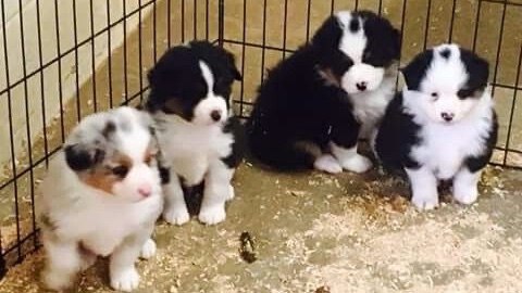 Ces magnifiques chiots Berger Australien sont maintenant disponibles pour des familles aimantes.