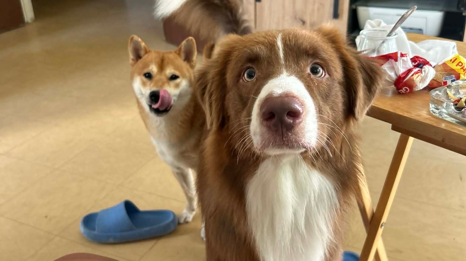 Chien berger australien