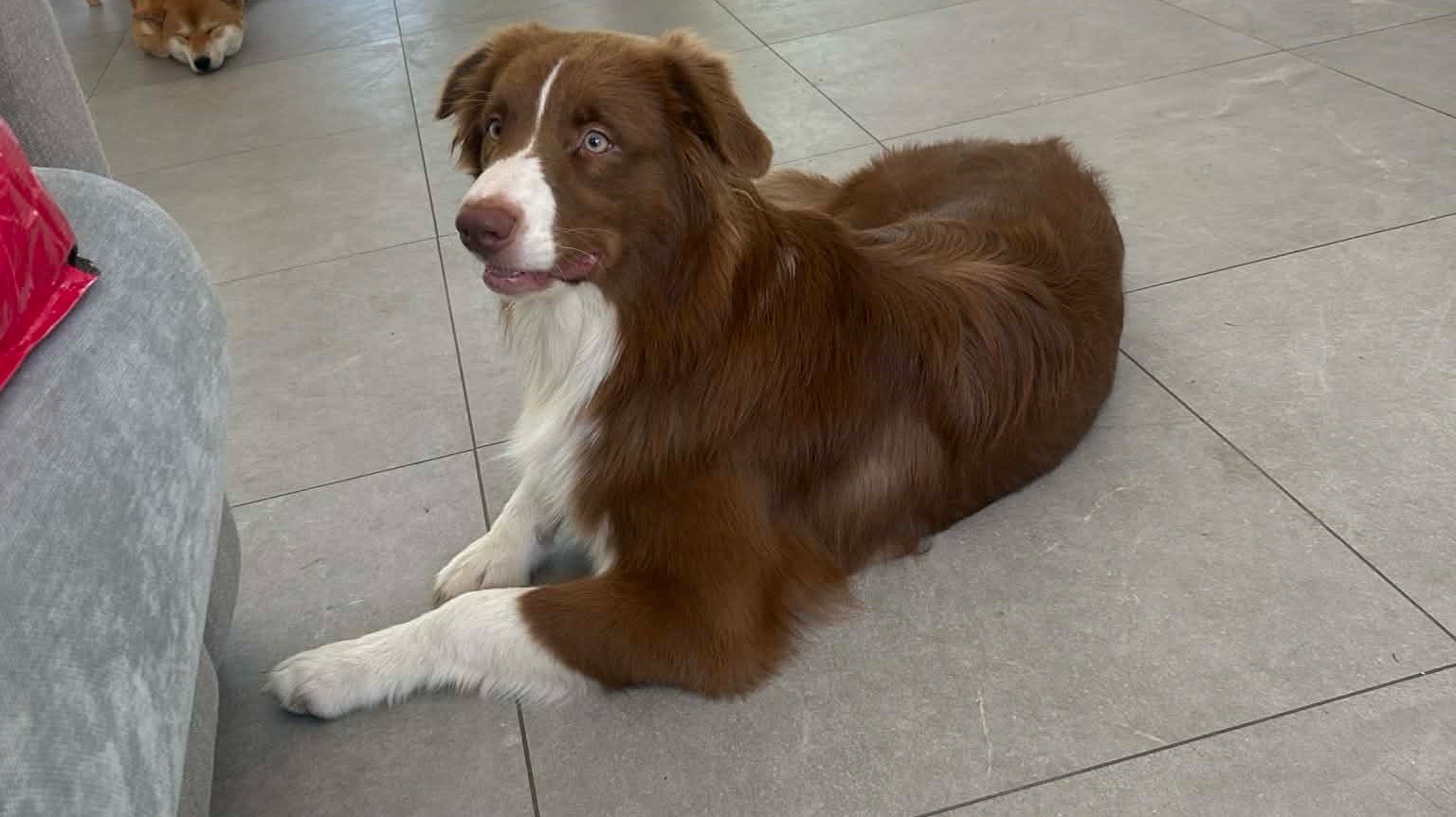 Chien berger australien photo 2