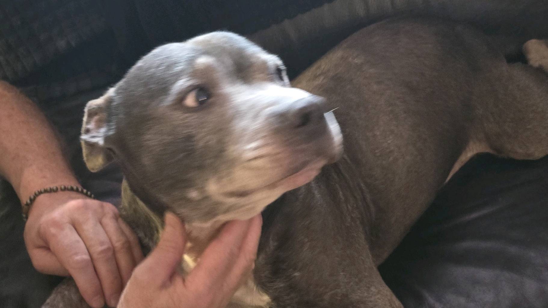 "Snoop" 13 ans (staffi) treeeees gentil photo 2