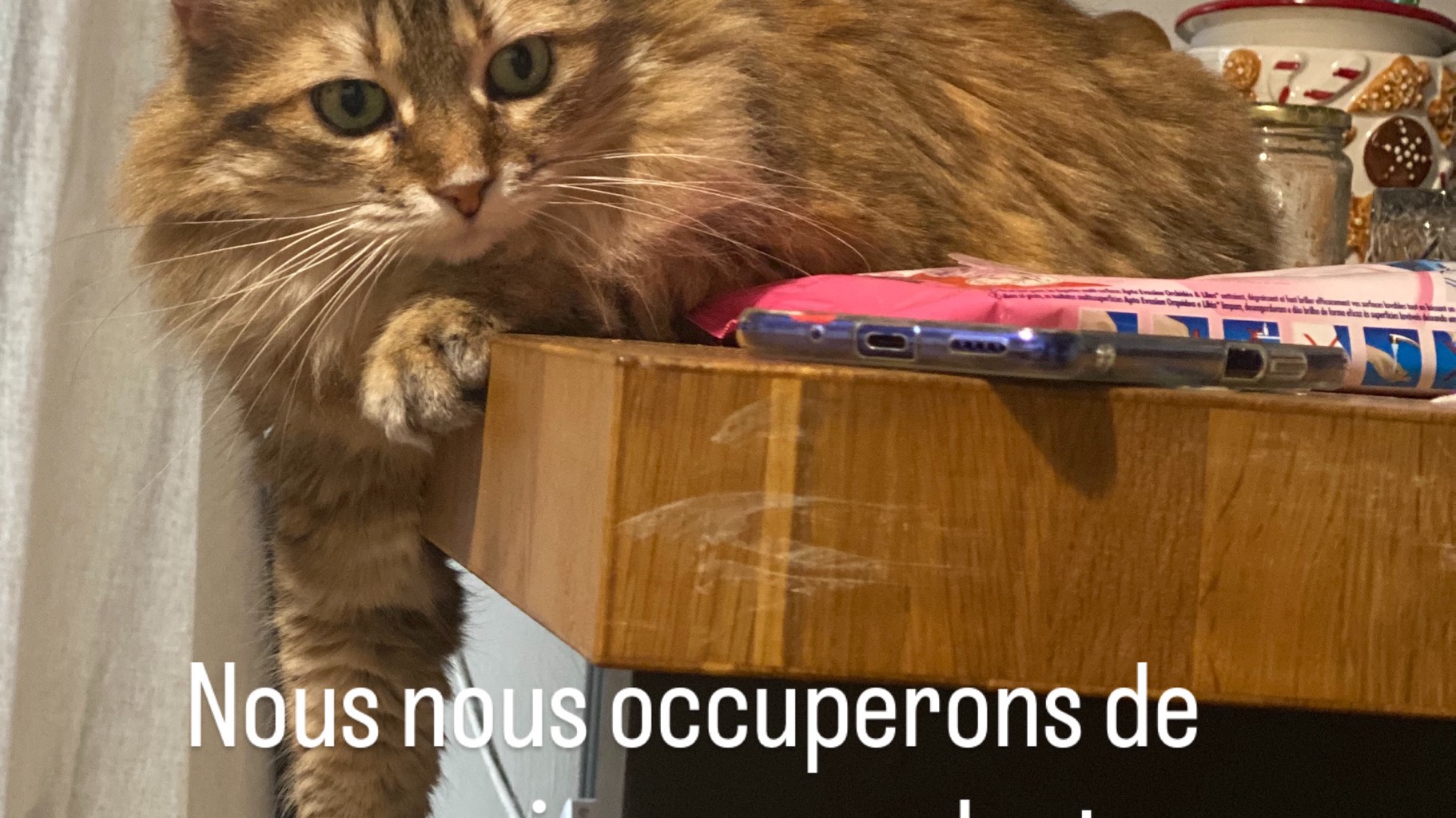 Garde de vos animaux. Nice domestique chez vous