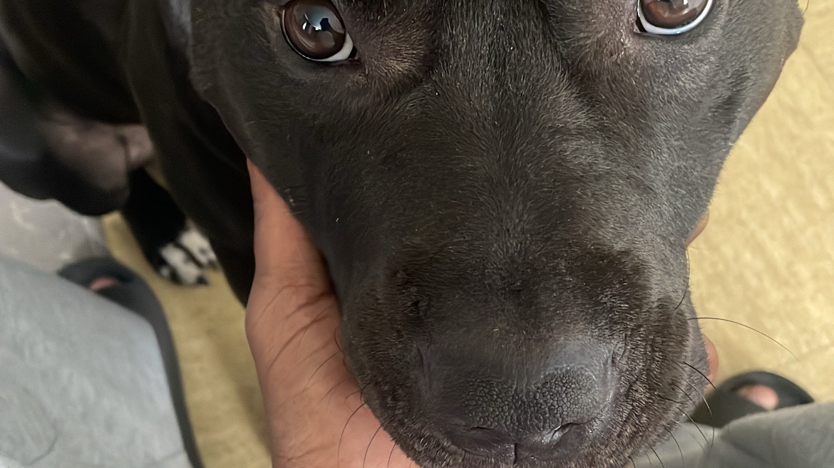 Milo - Male 3 ans photo 2