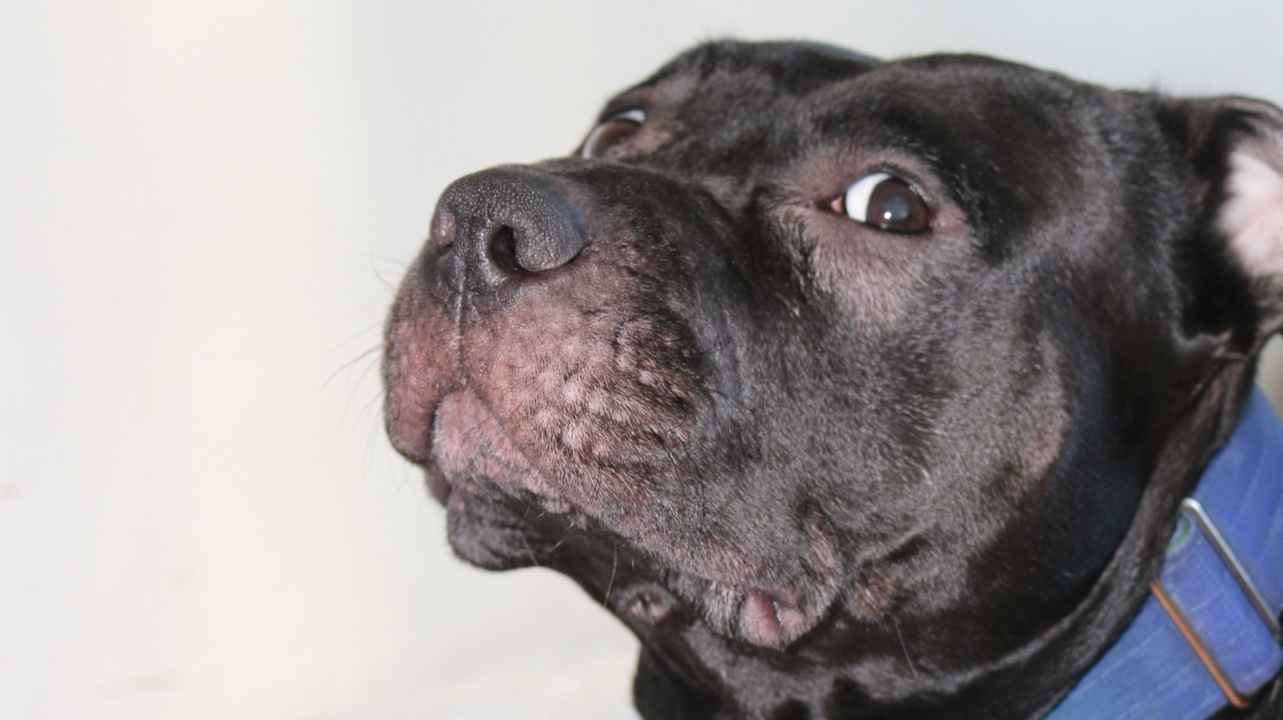 Milo - Male 3 ans photo 3