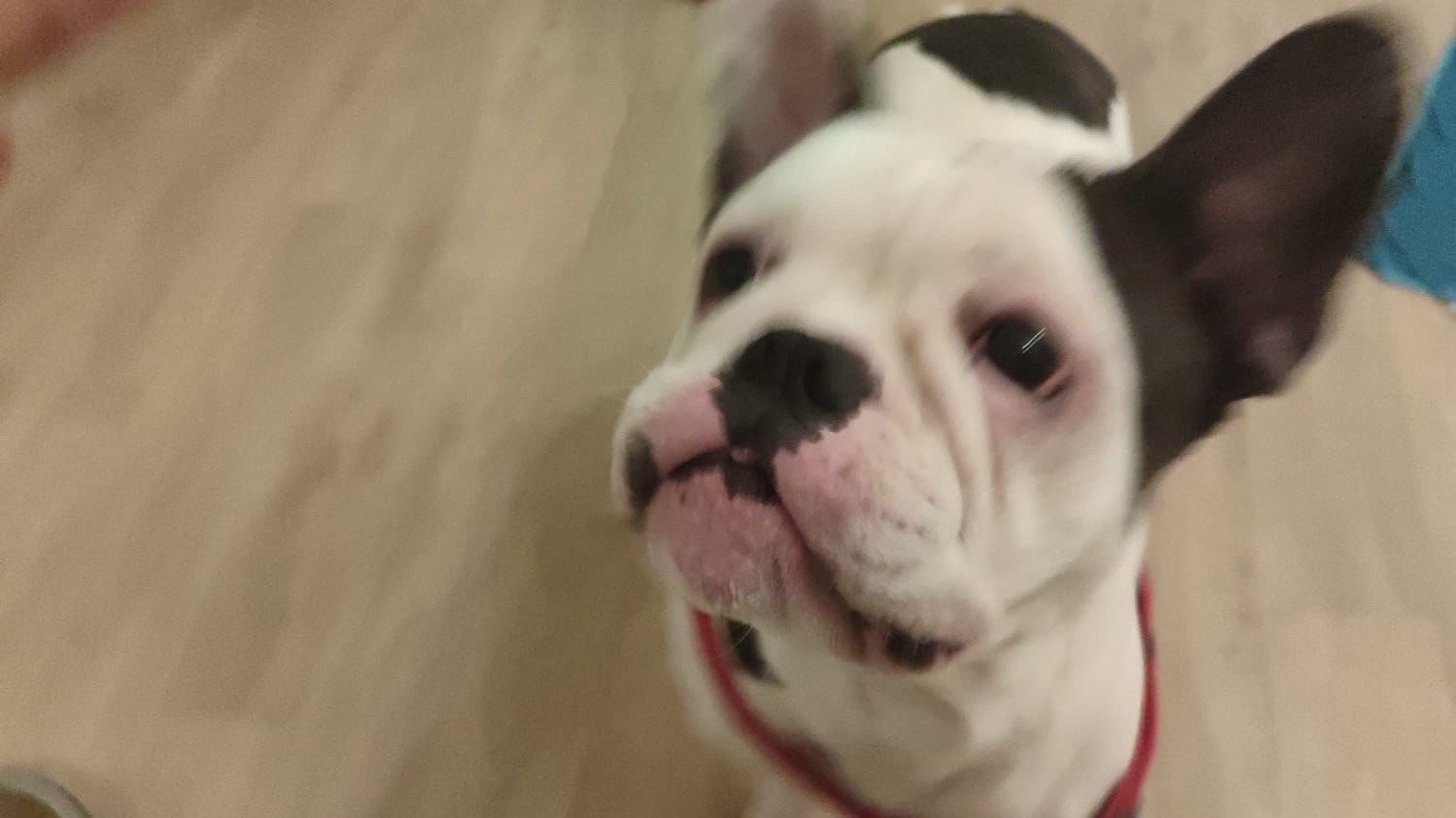 Bouledogue français photo 3