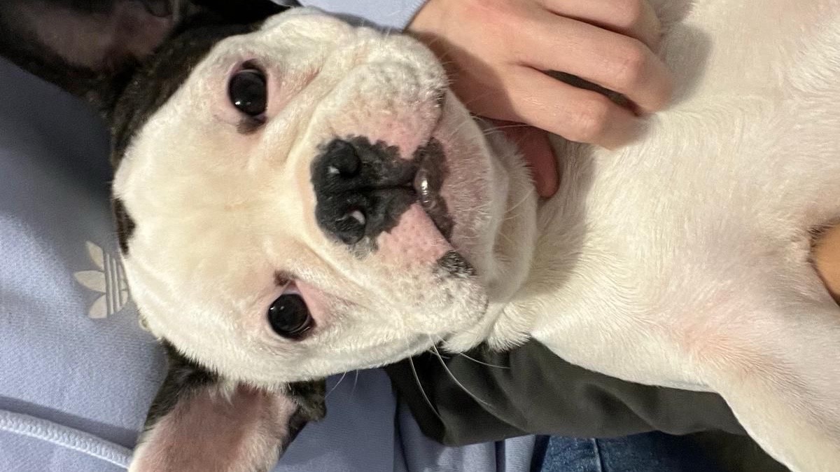 Bouledogue français photo 2