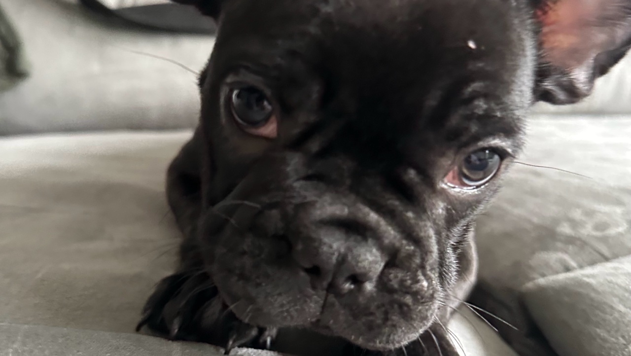 Bouledogues français photo 2