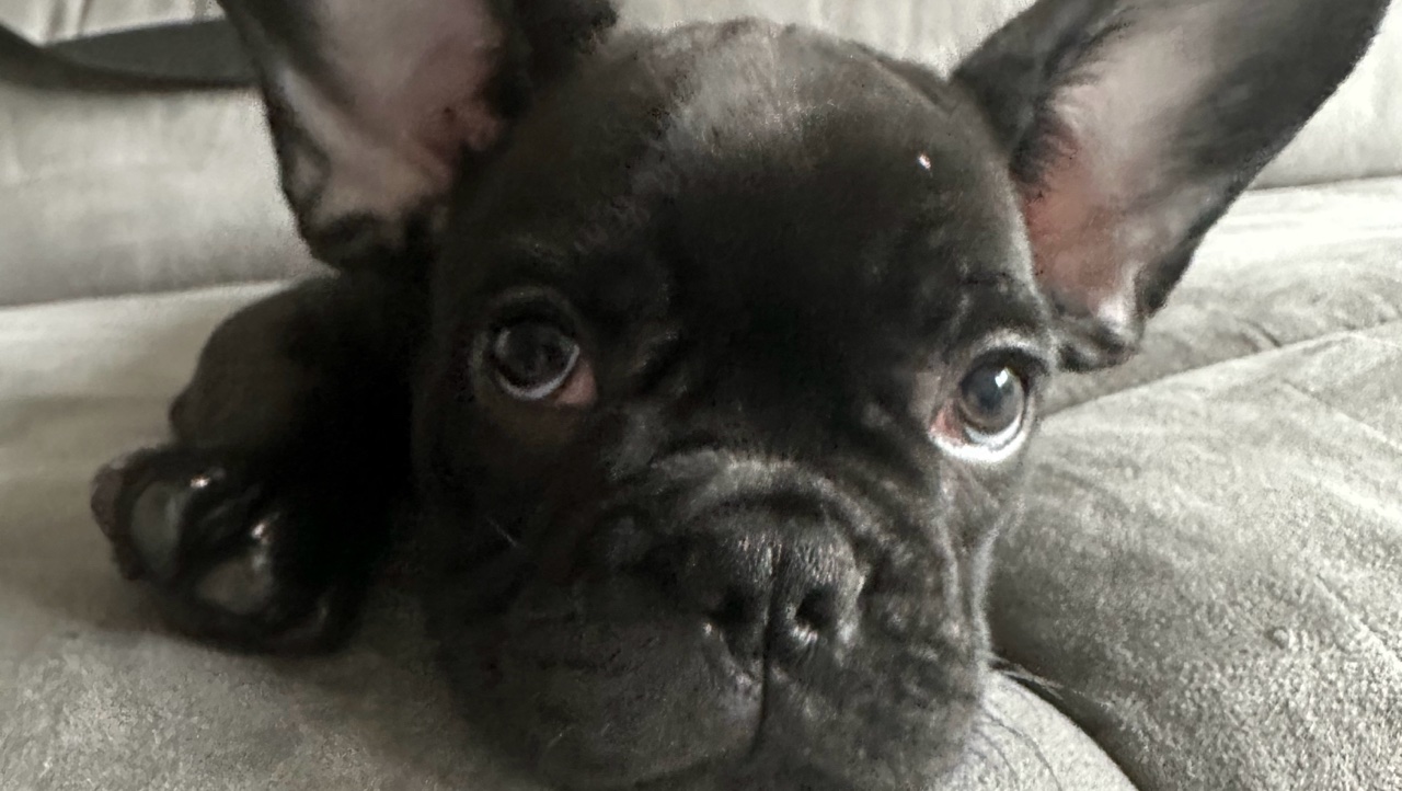 Bouledogues français