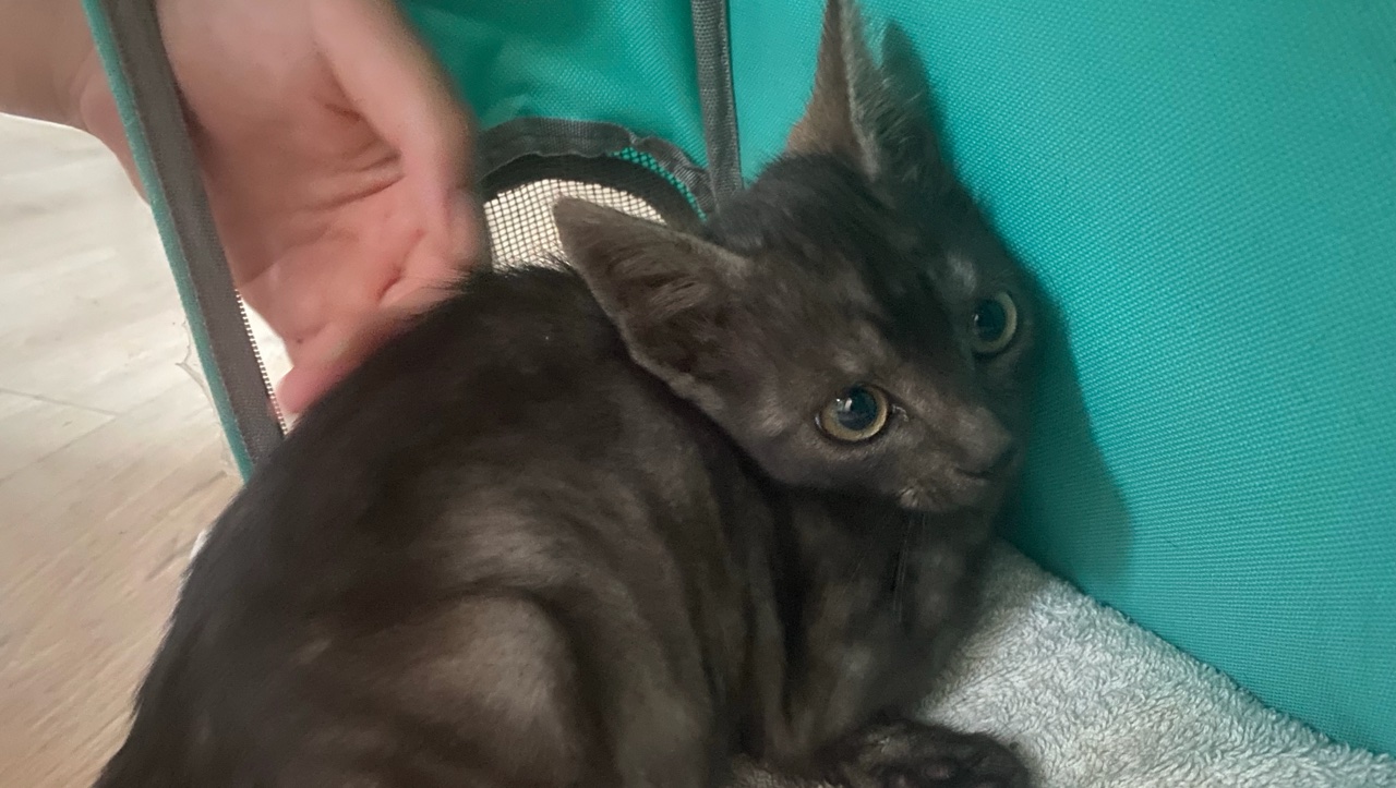 Petite chatte photo 2