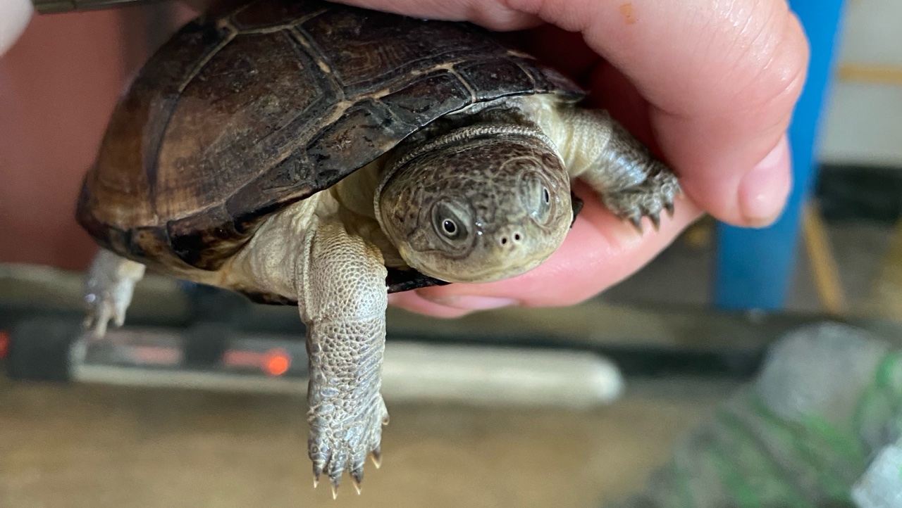 Tortues & accessoires photo 3