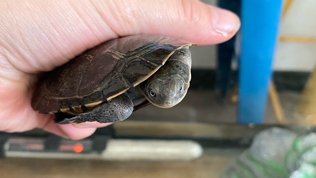 Tortues & accessoires photo 2