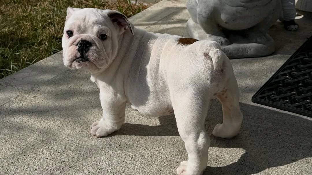 English bulldog puppies available for adoption photo 2