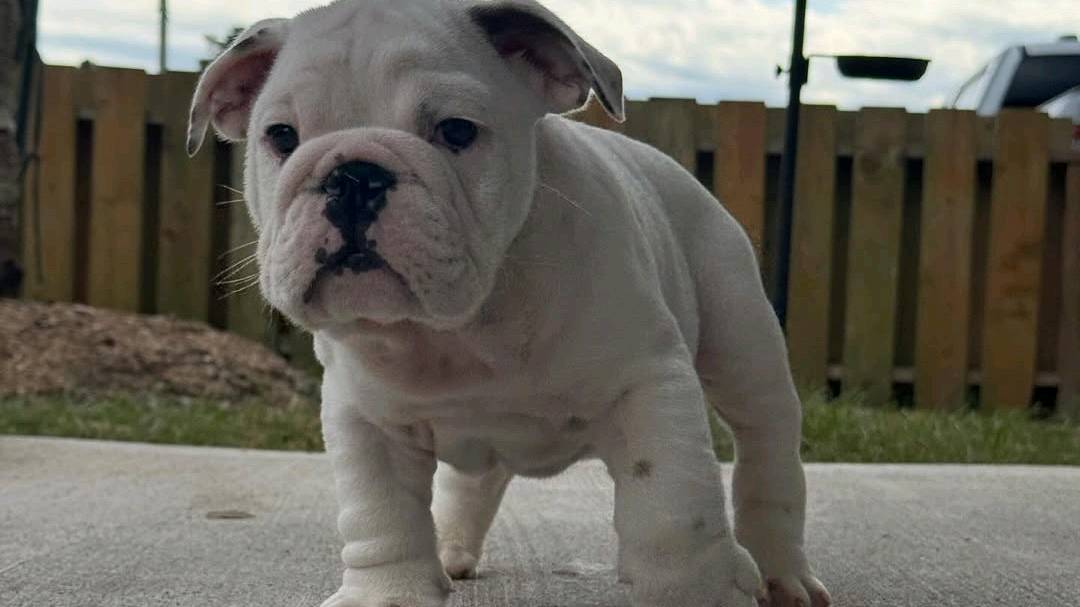 English bulldog puppies available for adoption