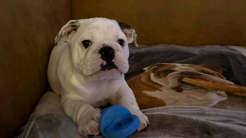 English bulldog puppies available for adoption