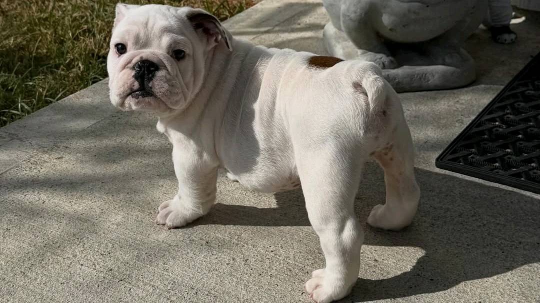 English bulldog puppies available for adoption photo 2
